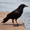 American Crow