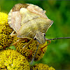 Black-shouldered shield bug
