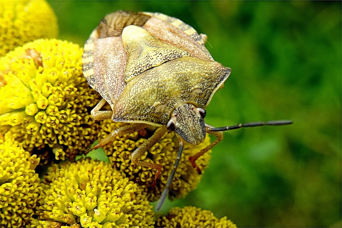 Black-shouldered shield bug