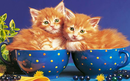 Two Playful Kittens Nestled in Colorful screenshot 2