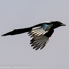 Magpie; Urraca