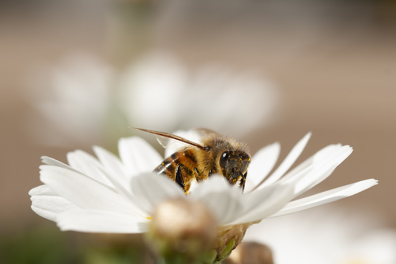 Impollinazione  di gabrielecollini