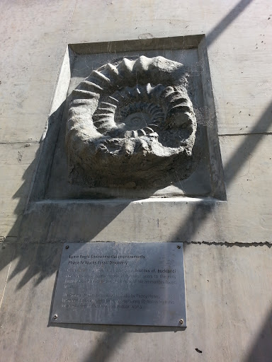 Lyme Regis Ammonite