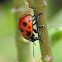 Swamp milkweed beetle