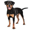 Rottweiler Themes & New Tab