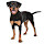 Rottweiler Themes & New Tab