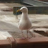 Herring Gull