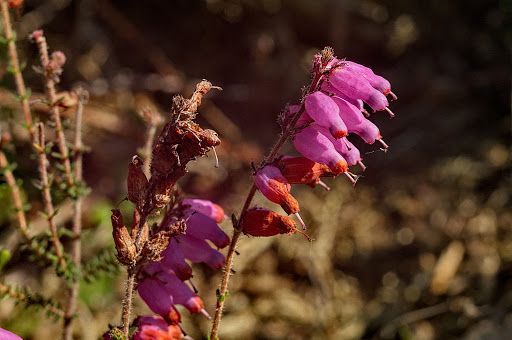 Erica ciliaris