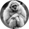 Item logo image for Gibbon Tabs