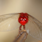 Scarlet Skimmer