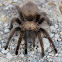 Texas Brown Tarantula