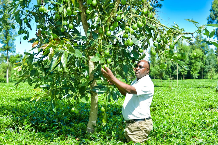 Enos Gichangi, the chairman, Kirinyaga Avocado Growers Cooperative tending one of his avocado tree.