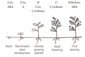 Photoperiodism and Flowering