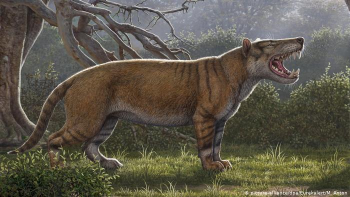 Artist impression of Simbakubwa kutokaafrika, a gigantic carnivore that lived 22 million years ago.