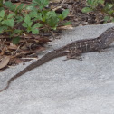 Brown Anole