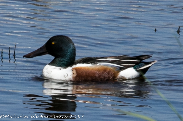 Shoveler; Pato Cuchara