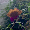 Great Spangled Fritillary