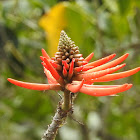 Flame Coral Tree