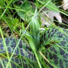 Spotted Orchid