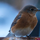 Eastern Bluebird