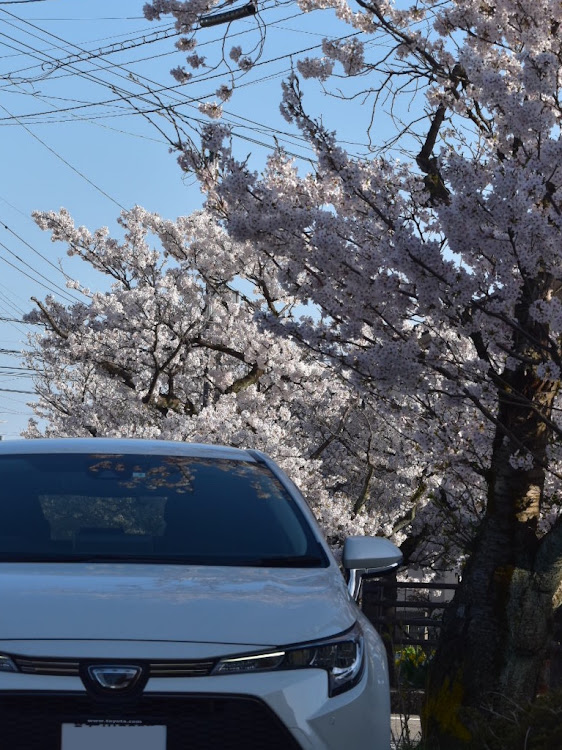 カローラツーリングの桜とコラボ🌸・サクラと愛車に関するカスタム事例の投稿画像7枚目