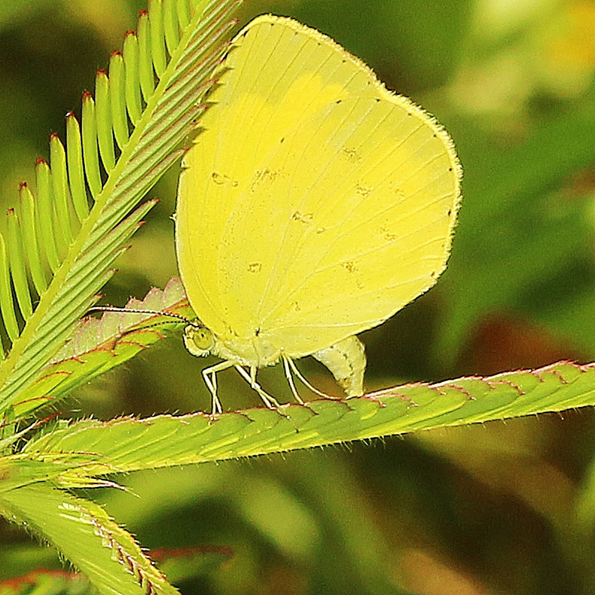 Common Grass Yellow