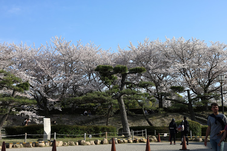 アルトワークスの連れとドライブ🚙💨・今週2度目😄・桜🌸・連れは初姫路城🏯・その前にSAB姫路🚙に関するカスタム事例の投稿画像33枚目