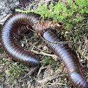 American giant millipede