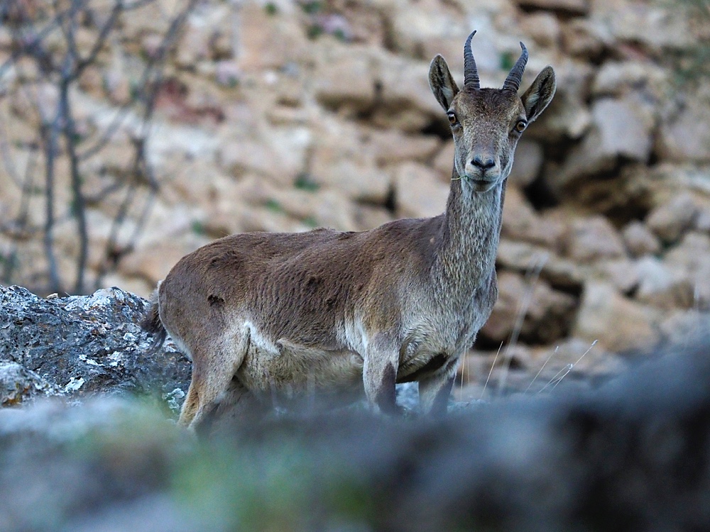 Cabra montés (Iberian ibex)