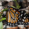 Southern Monarch