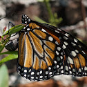 Southern Monarch