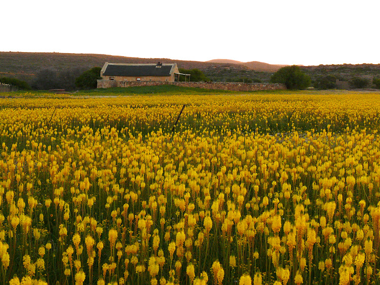 Papkuilsfontein Farm