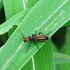 Striped Blister Beetle