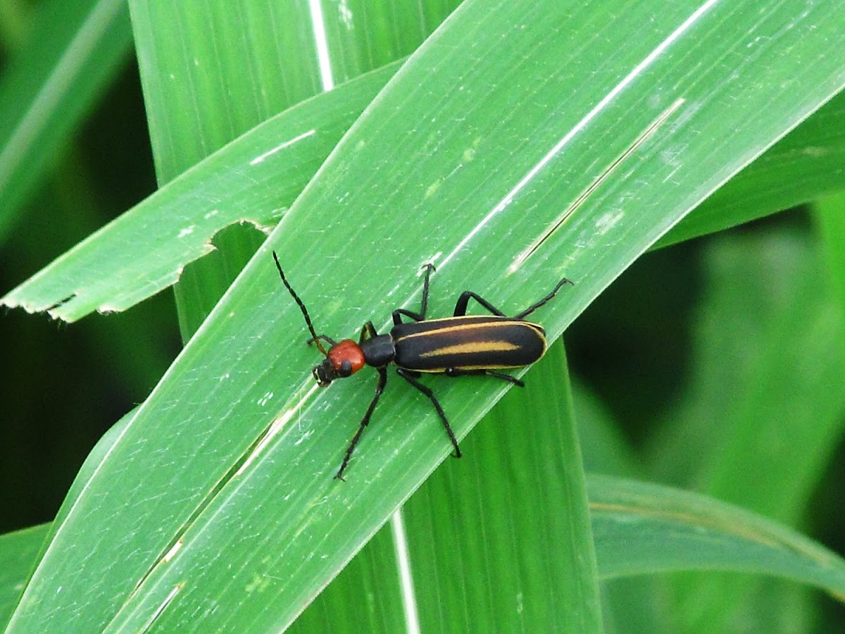 Striped Blister Beetle