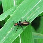 Striped Blister Beetle