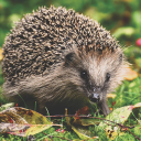 The hedgehog goes looking for food