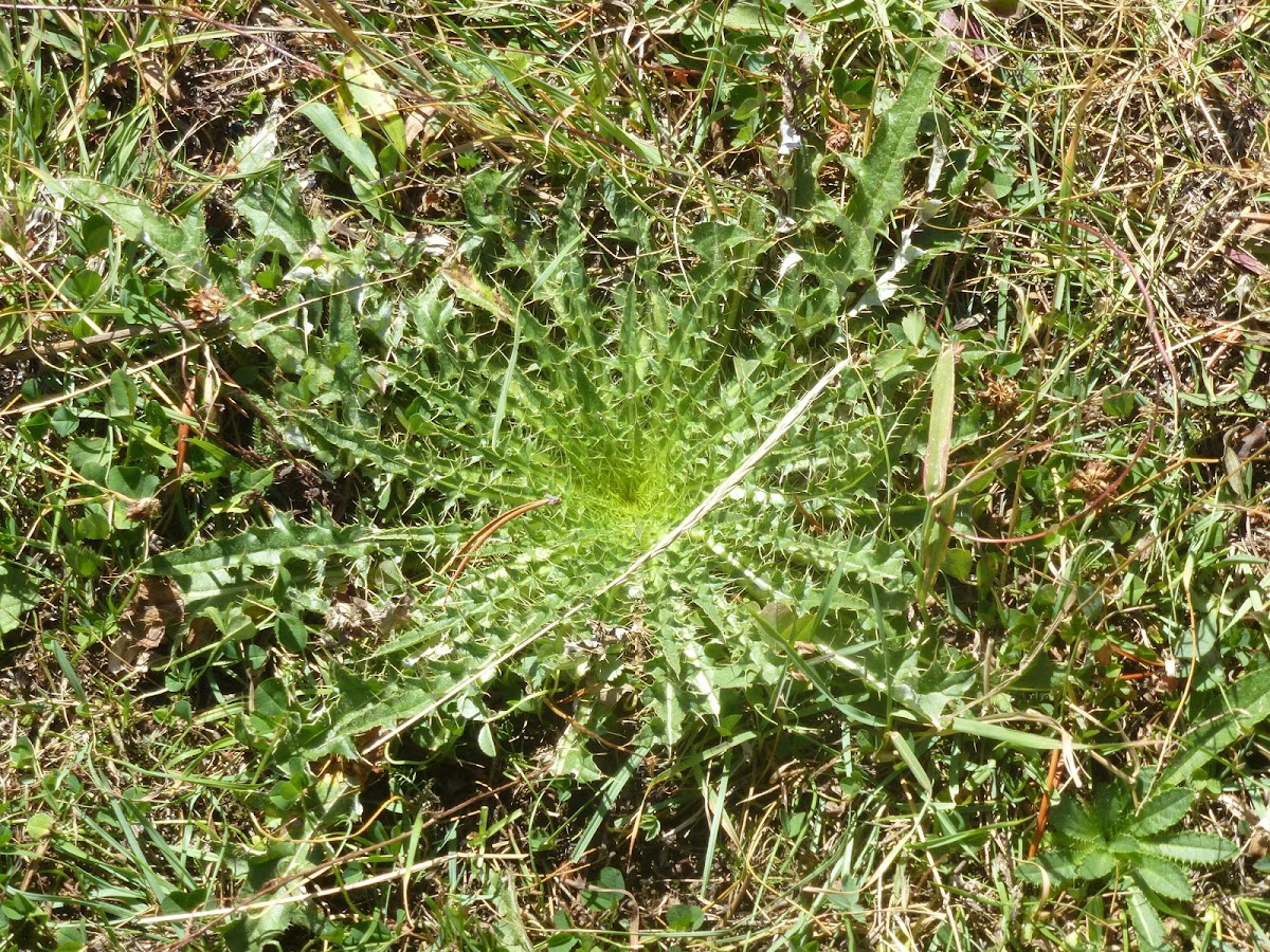 Thistle