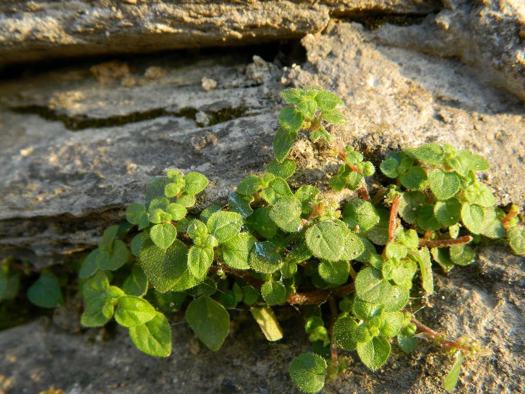 Pellitory of the wall