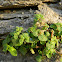 Pellitory of the wall