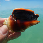 Fighting Conch