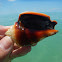 Fighting Conch