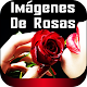 Hermosas Imágenes De Rosas Naturales Gratis Download on Windows
