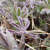 Nootka Lupine