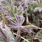 Nootka Lupine