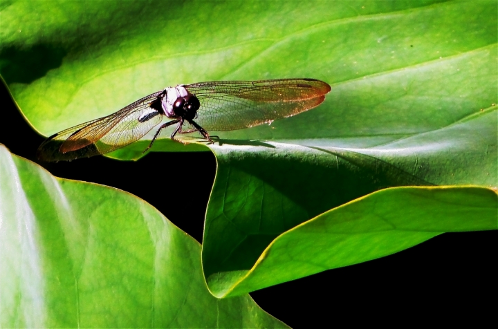 Libellula Giapponese di ocrma958