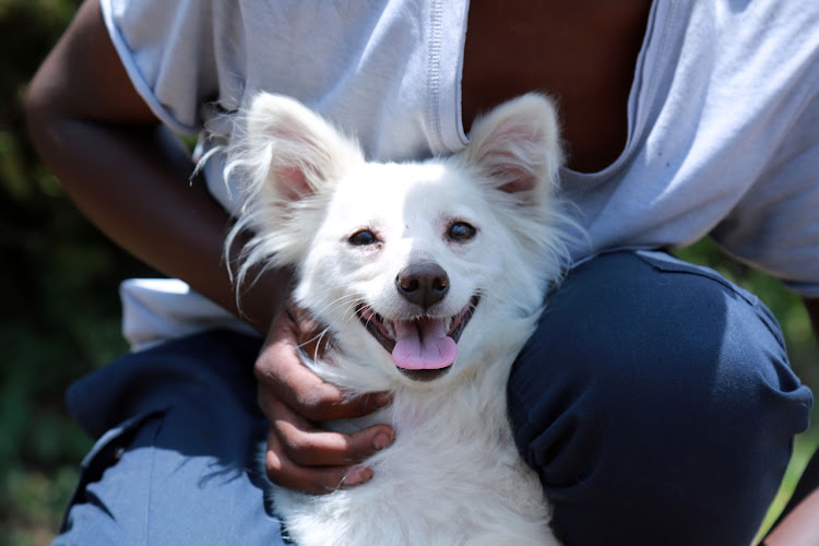 A dog after being vaccinated against rabies during the mass vaccination exercise on March 26.