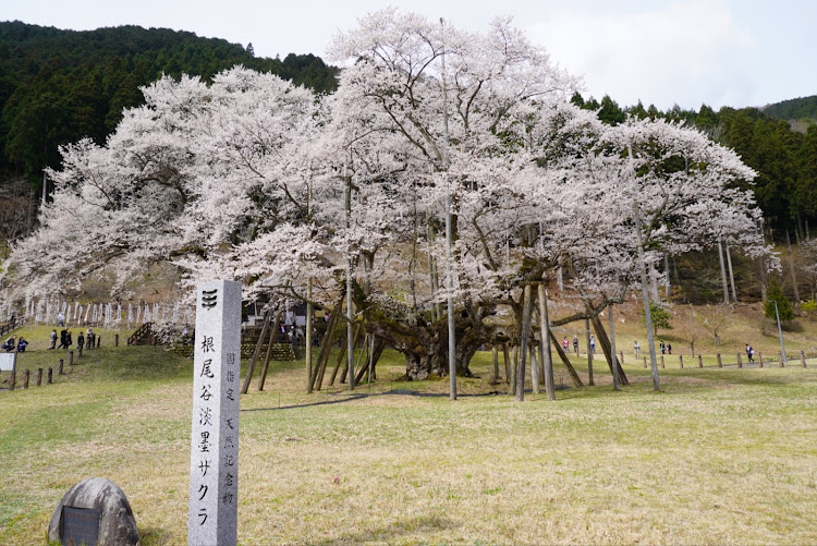 の投稿画像1枚目