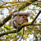 Eastern Grey Squirrel