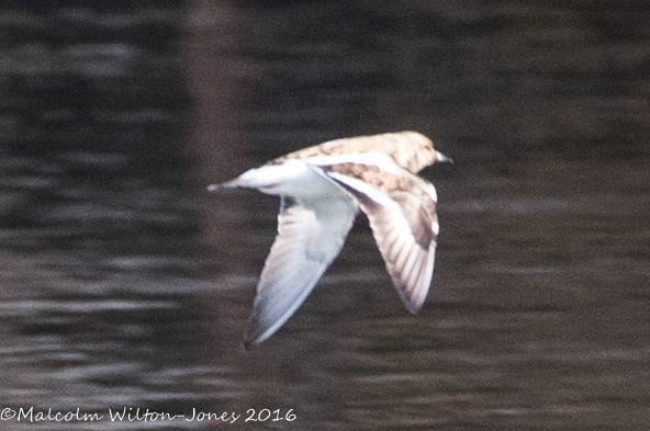 Turnstone; Vuelvepiedras