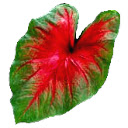 Caladium